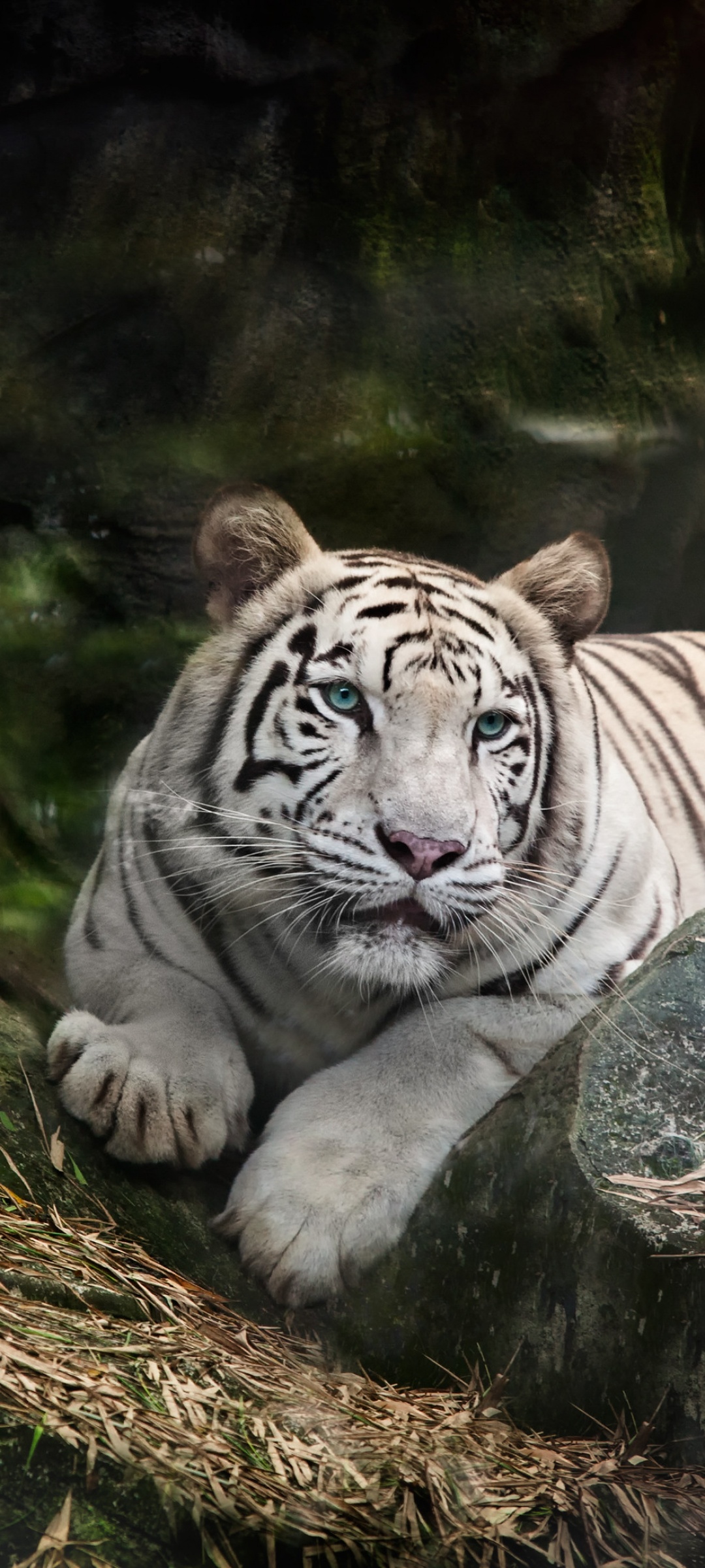 White Bengal Tiger Wallpaper 4K, Zoo, White tiger, Wild